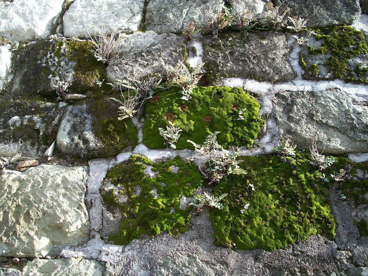 Edera sul muro: cresce da sola ma rovina l'intonaco? La vera risposta