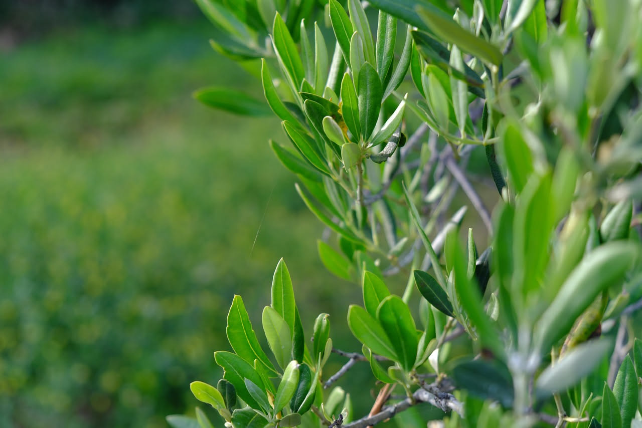 L'ulivo in giardino: duemila anni di Italia in un albero