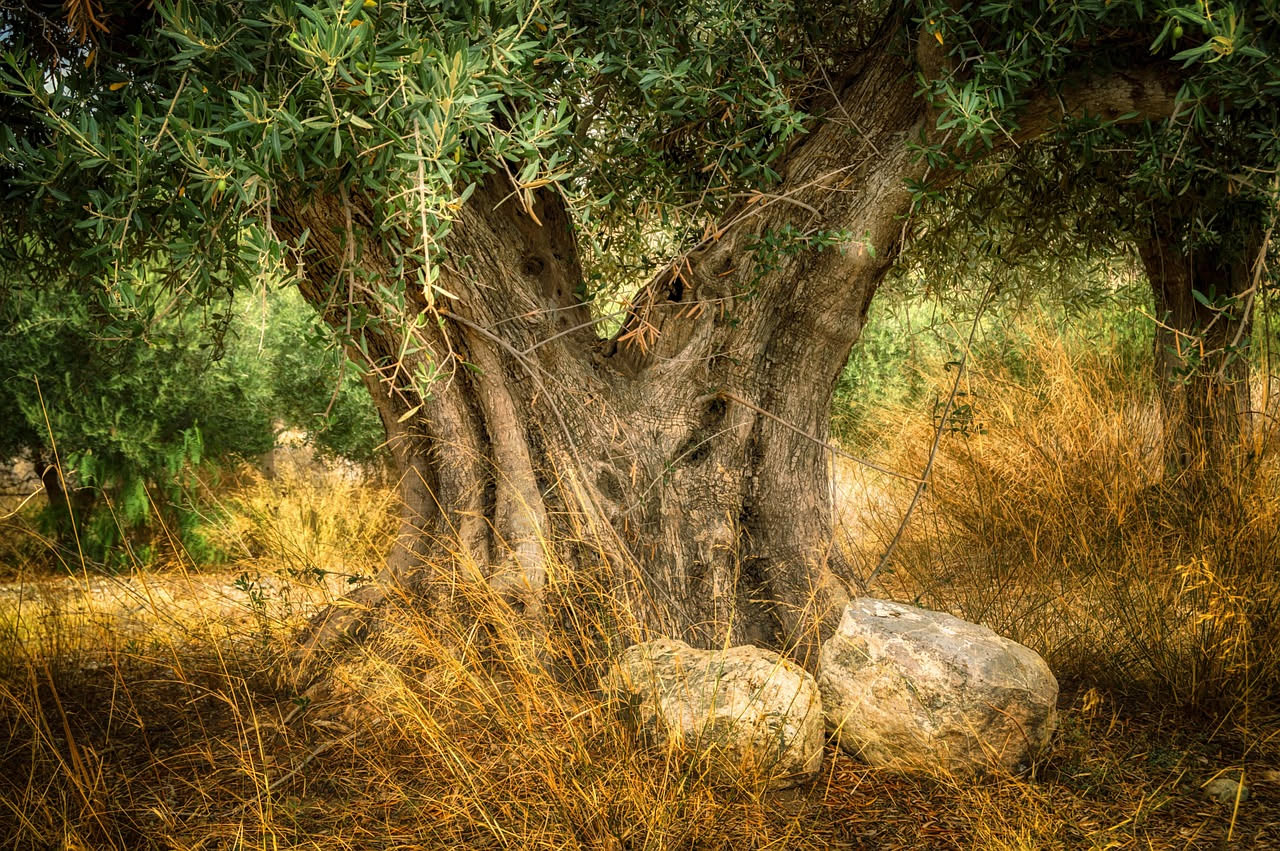 L'olivo del nonno: come un albero antico lega tre generazioni a un fazzoletto di terra