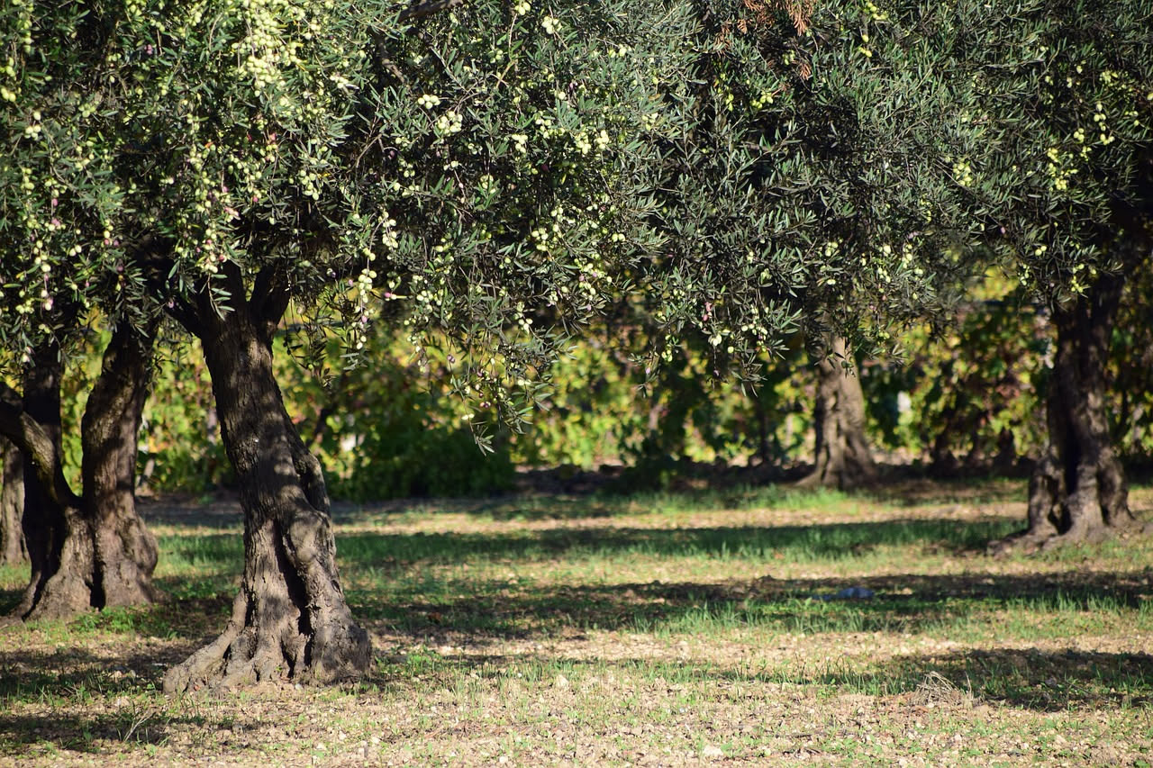 Come arriva l'olio extravergine dal campo al piatto: il viaggio sostenibile