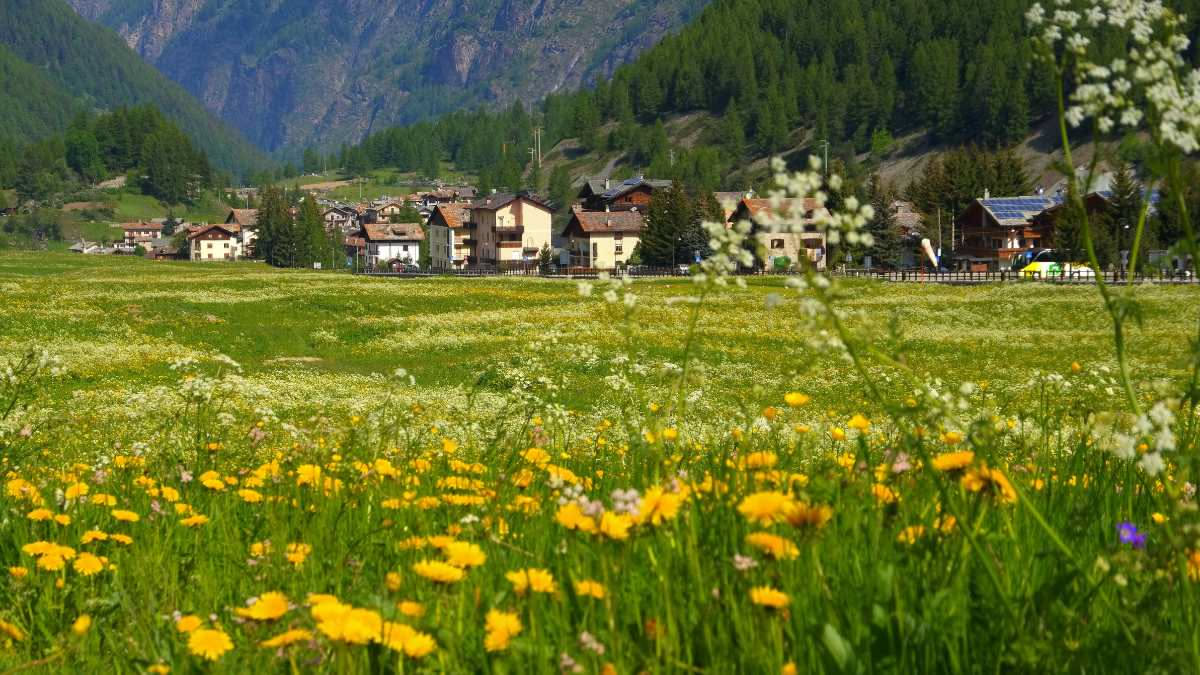 Tetti verdi nelle città: quanto abbassano davvero la temperatura