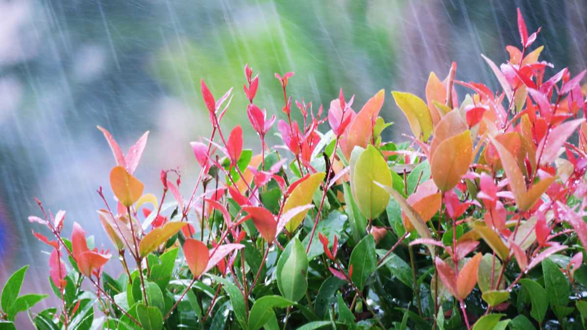 Balcone con vasi di piante verdi e un sistema di raccolta acqua piovana formato da tubi bianchi collegati a una cisterna trasparente