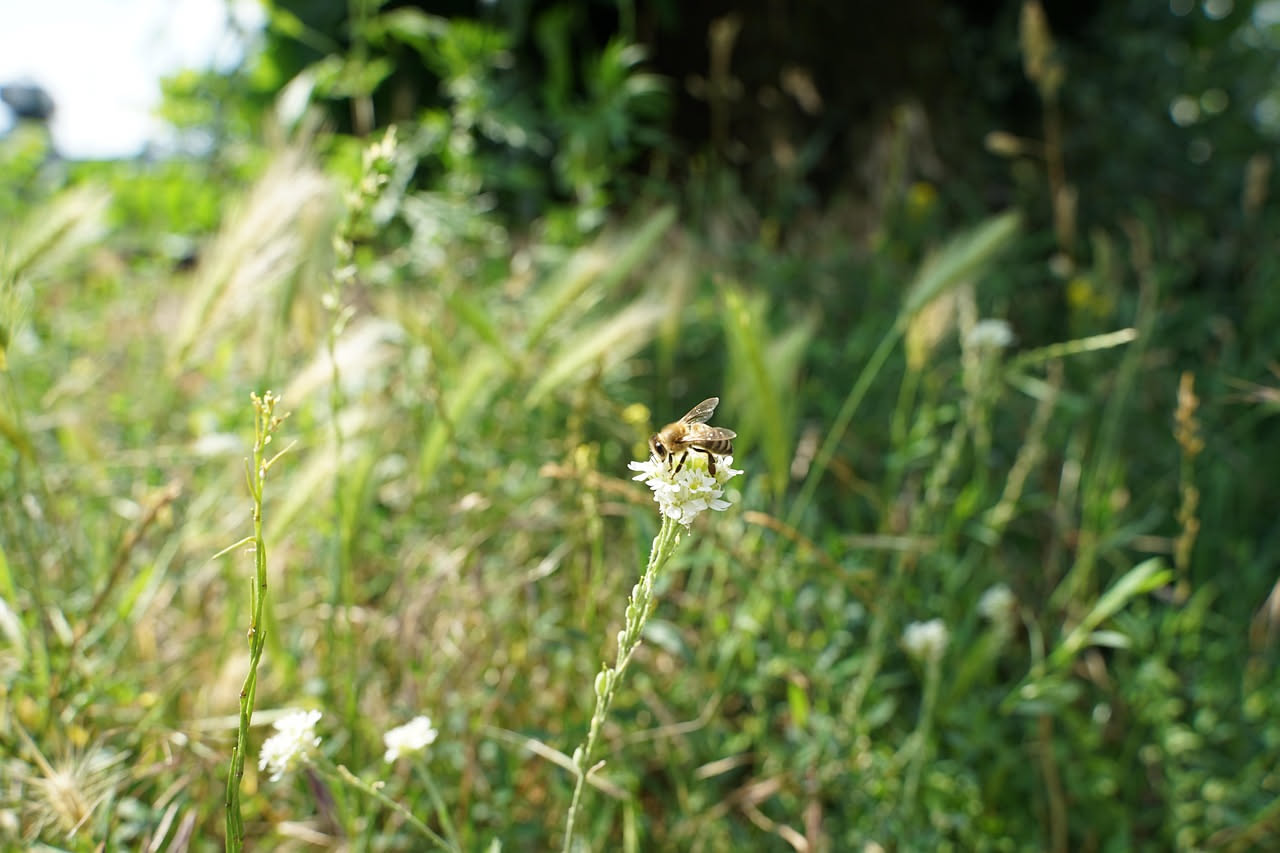 Bee Hotel sul balcone: rifugio degli impollinatori solitari
