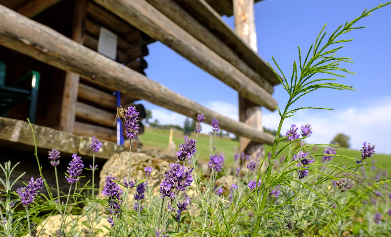 Come costruire un bee hotel