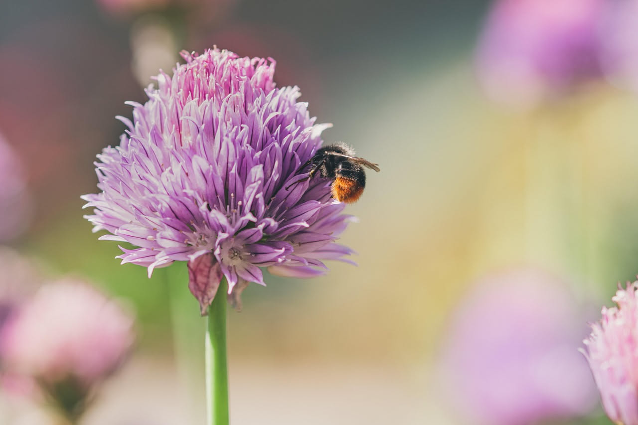 Piante mellifere sul terrazzo: cosa coltivare per le api urbane