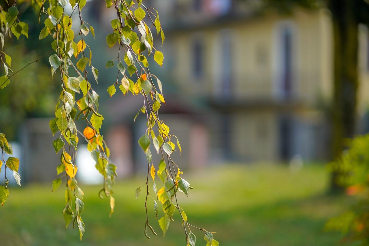 Verde privato a Torino: quanto i balconi riducono l'inquinamento dell'aria