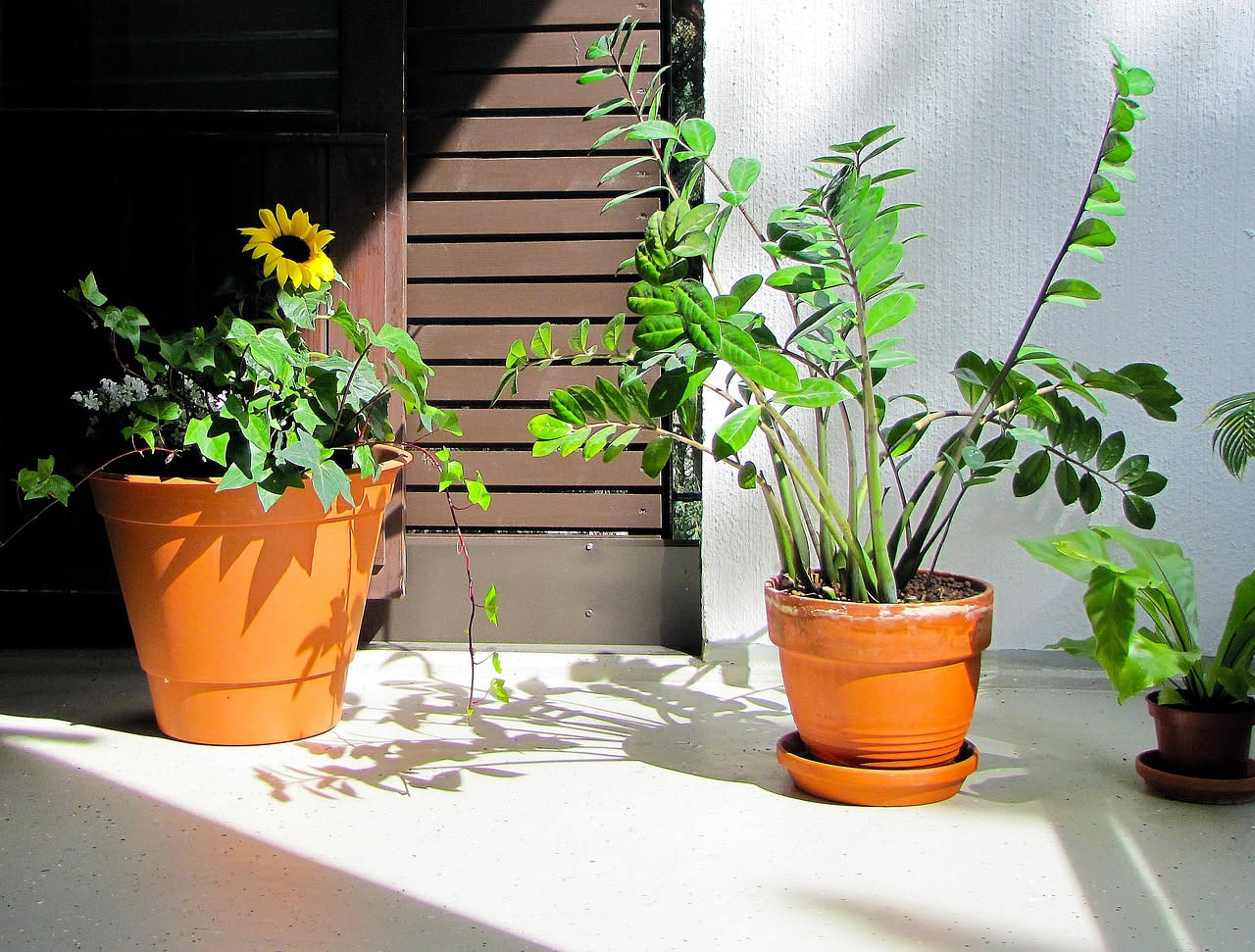 Piante autoctone in fioriera: quando il balcone diventa rifugio per gli insetti