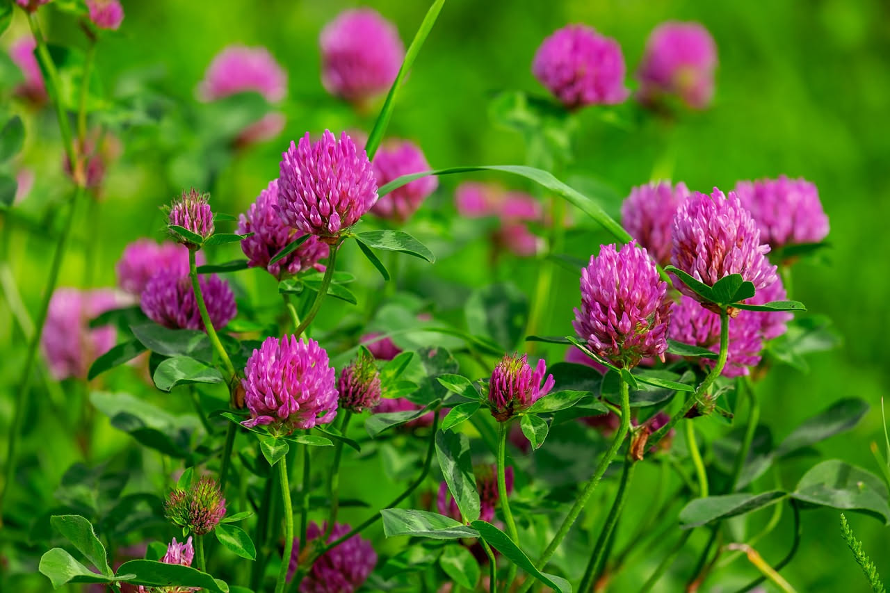 Erba medica al posto del prato: la scelta per giardini a impatto zero
