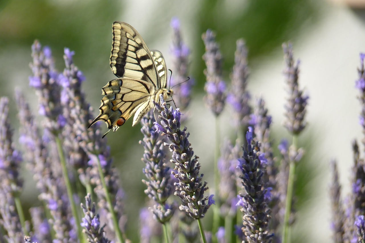 Lavanda spontanea italiana: ecco perche attira gli insetti utili