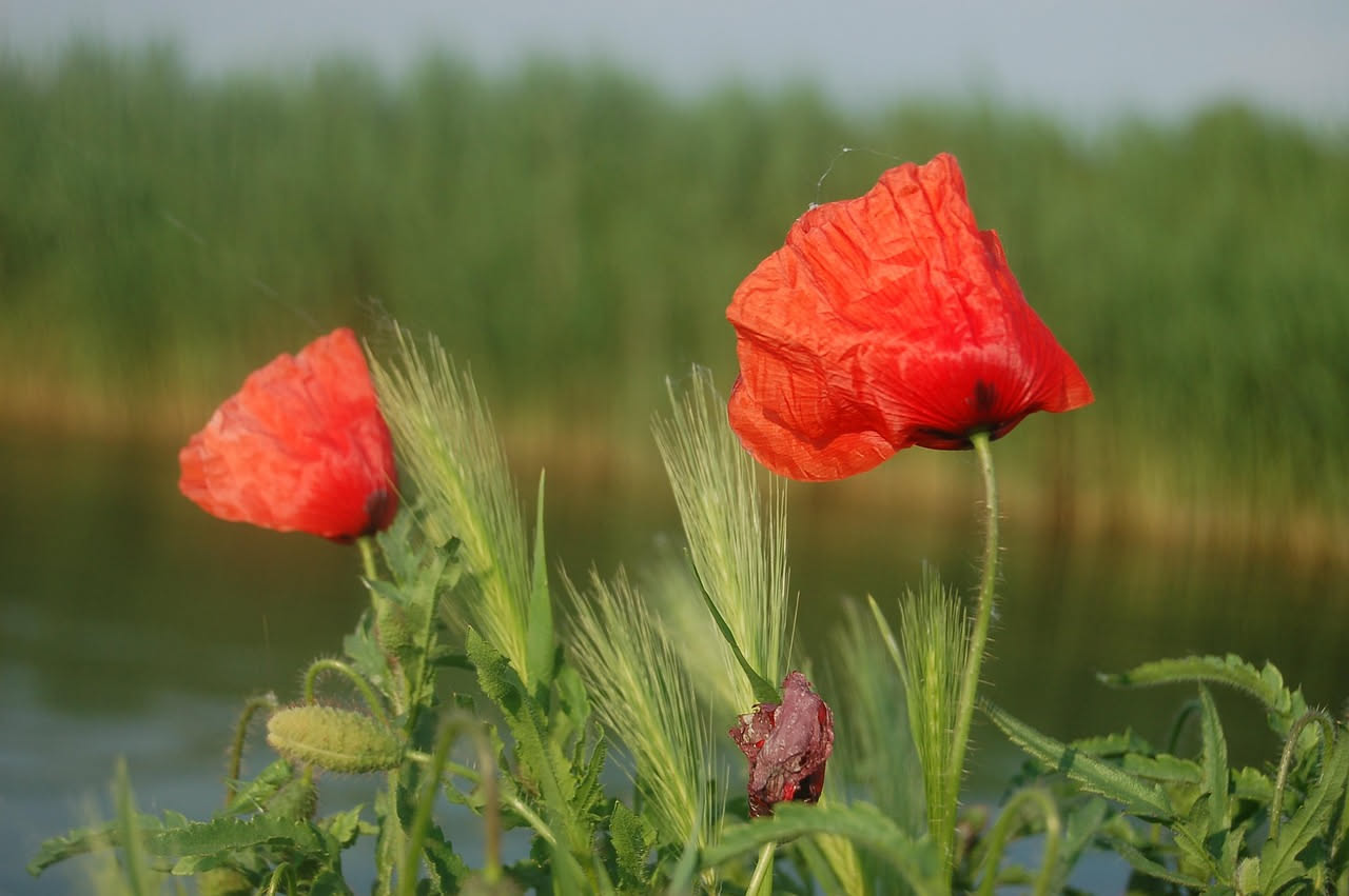 Venezia tra acqua e piante: il verde nascosto delle calli