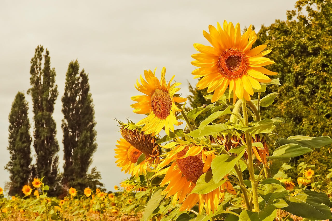 Olio di girasole italiano: dal campo alla tavola