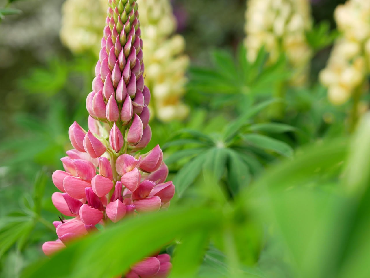 Lupini in giardino: come fissano l'azoto nel suolo