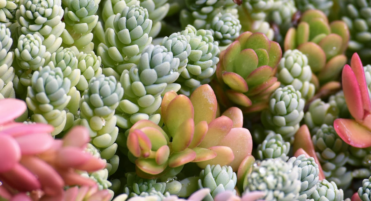 Sedum sui tetti verdi: la pianta che resiste all'estate senza irrigazione
