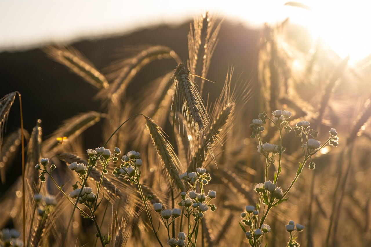 Lievito madre: come conservarlo e seguire la filiera del pane italiano