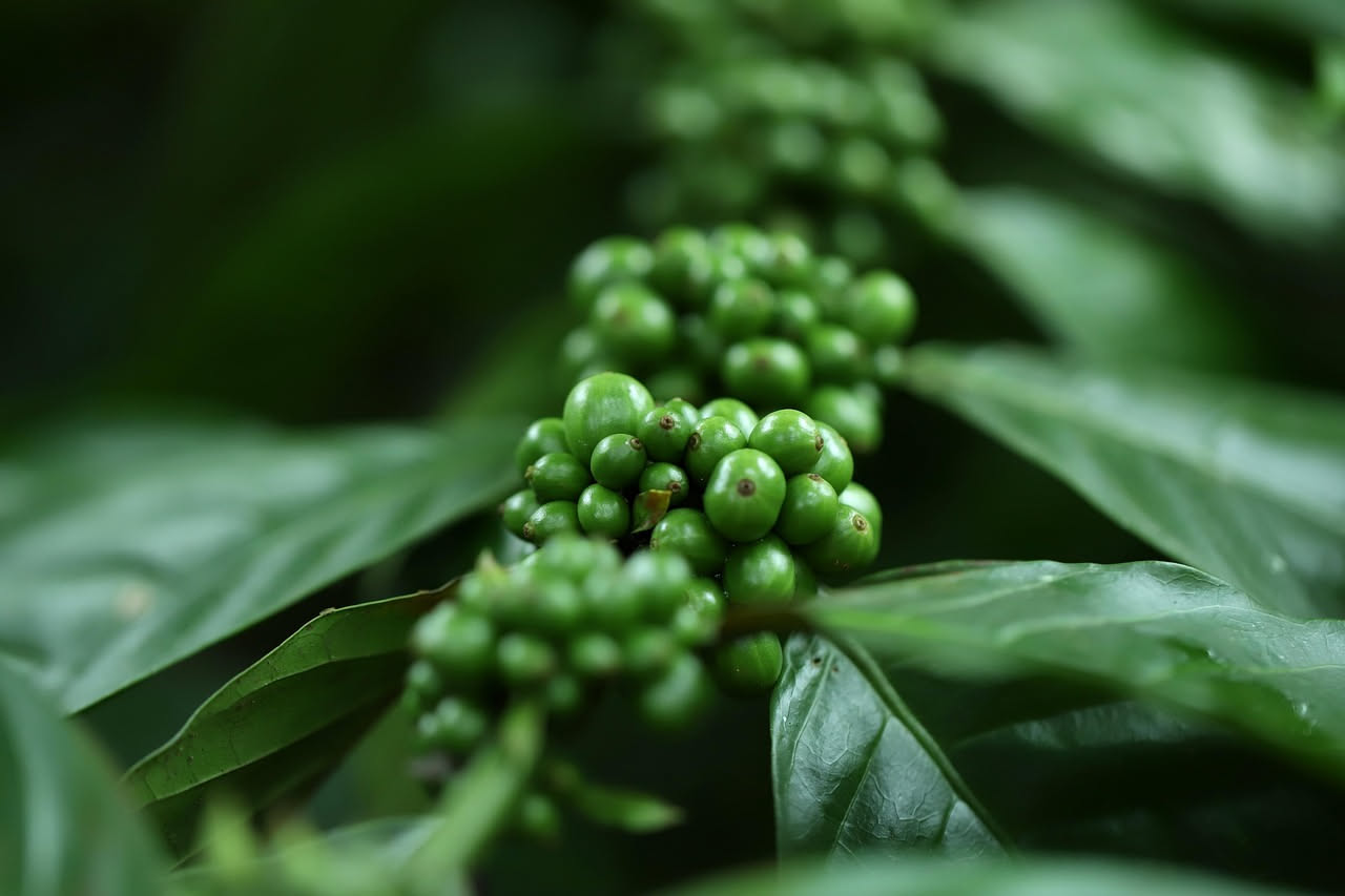 Caffè dei borghi siciliani: dalla pianta al caffè italiano