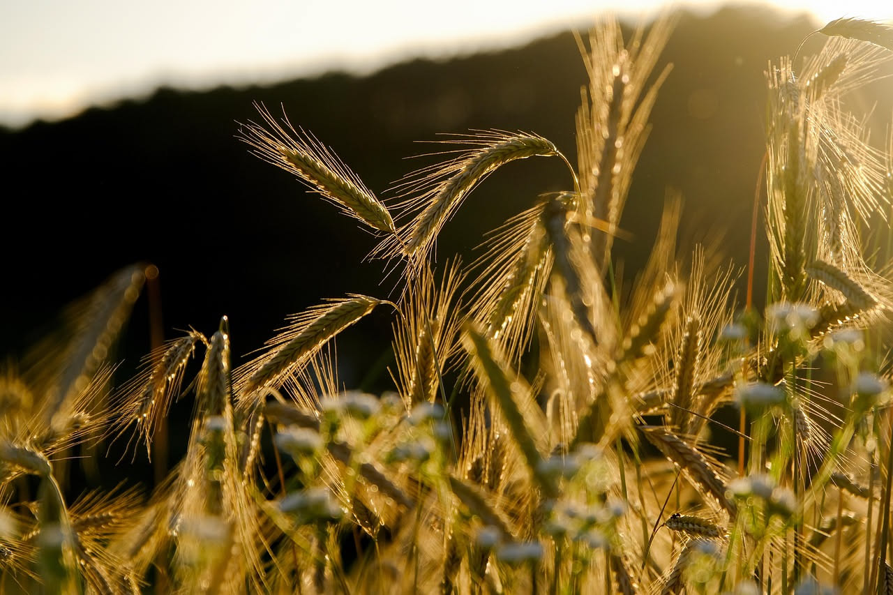 Grano arso calabrese: dalla semina al pane della nonna