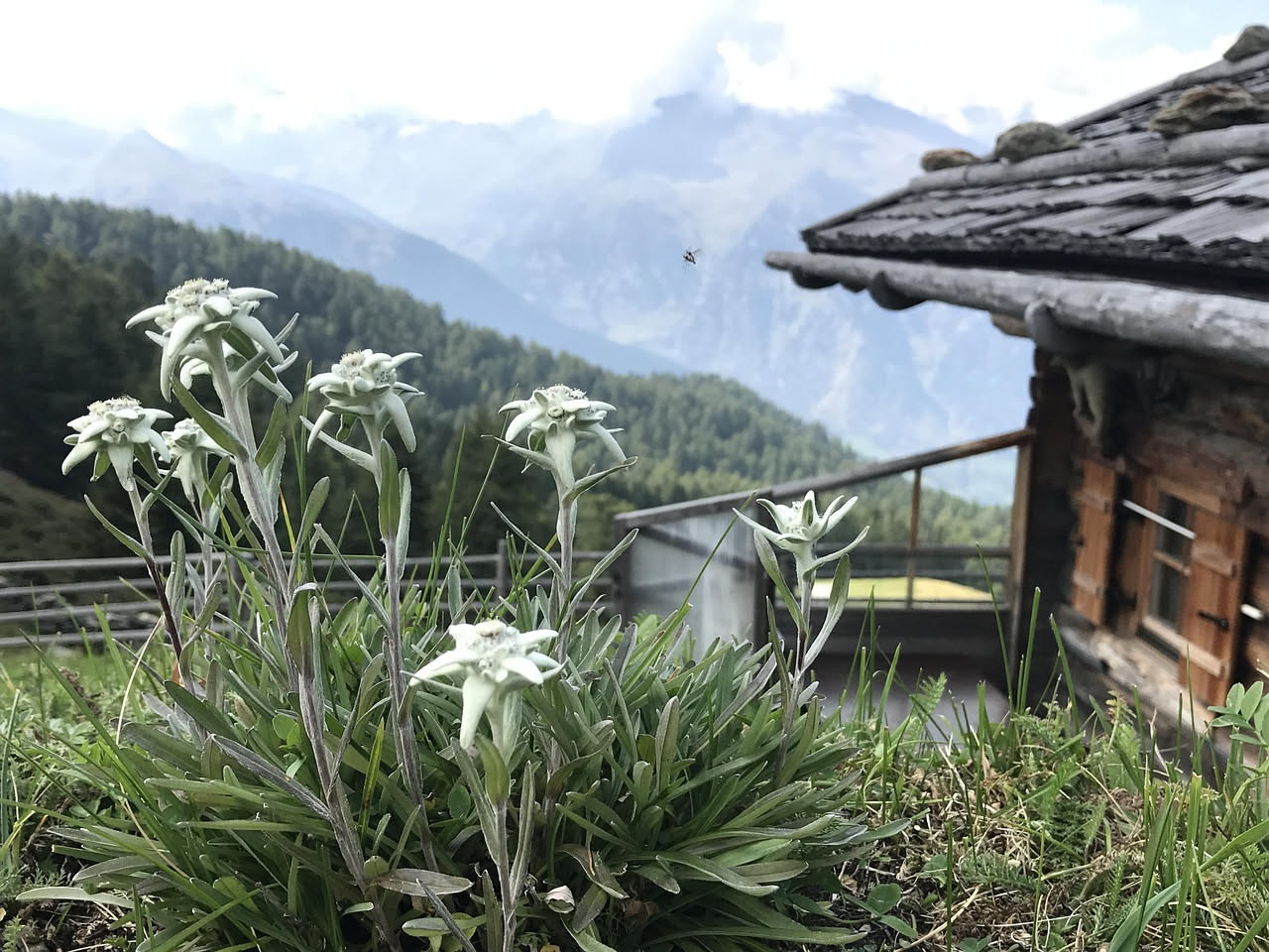Case di pietra in montagna: come la natura costruisce i rifugi alpini