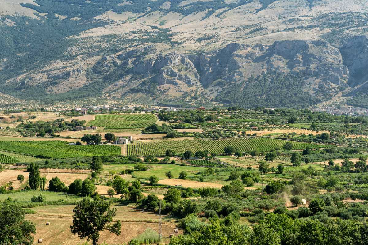 L'acqua nei campi calabresi: come la siccità cambia l'agricoltura del Sud