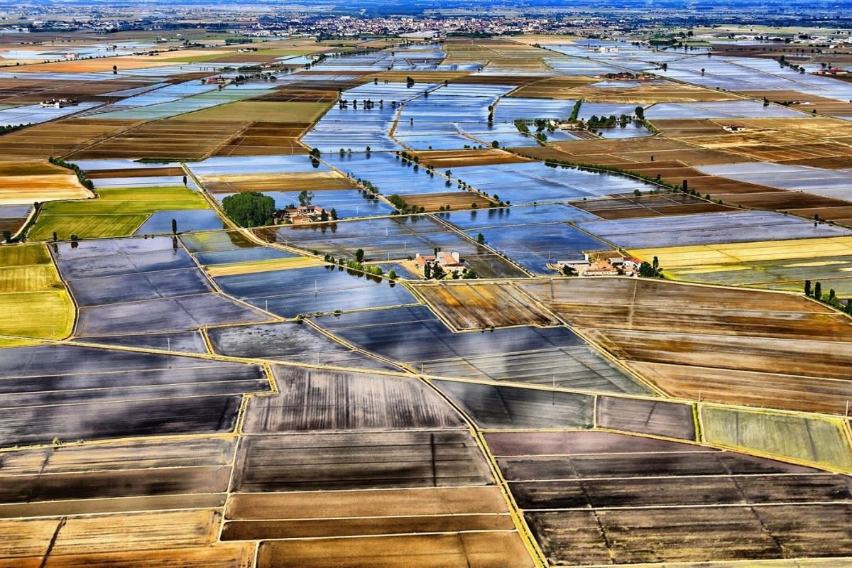 Riso del Vercellese: chi decide il prezzo tra risaia e tavola
