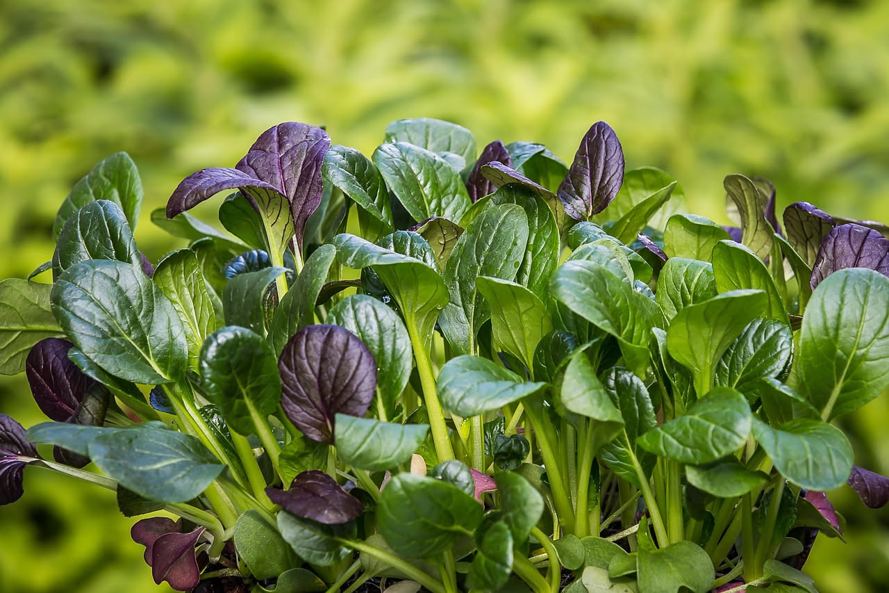 Coltivare gli spinaci in vaso: guida completa per il balcone