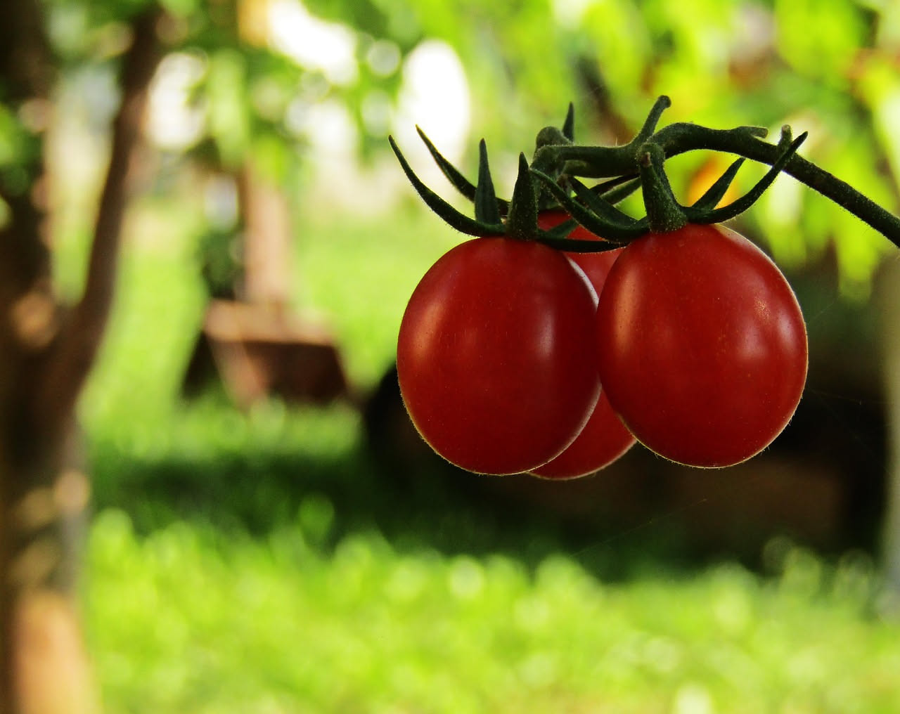 Coltivare i pomodori in vaso: guida completa per il balcone