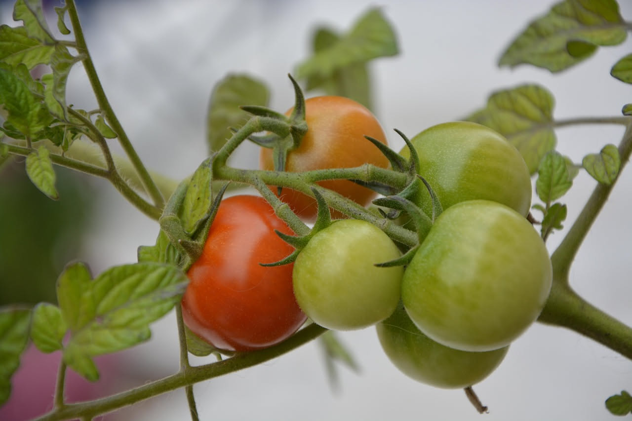 Coltivare i pomodori in idrocoltura: guida pratica per l'orto senza terreno