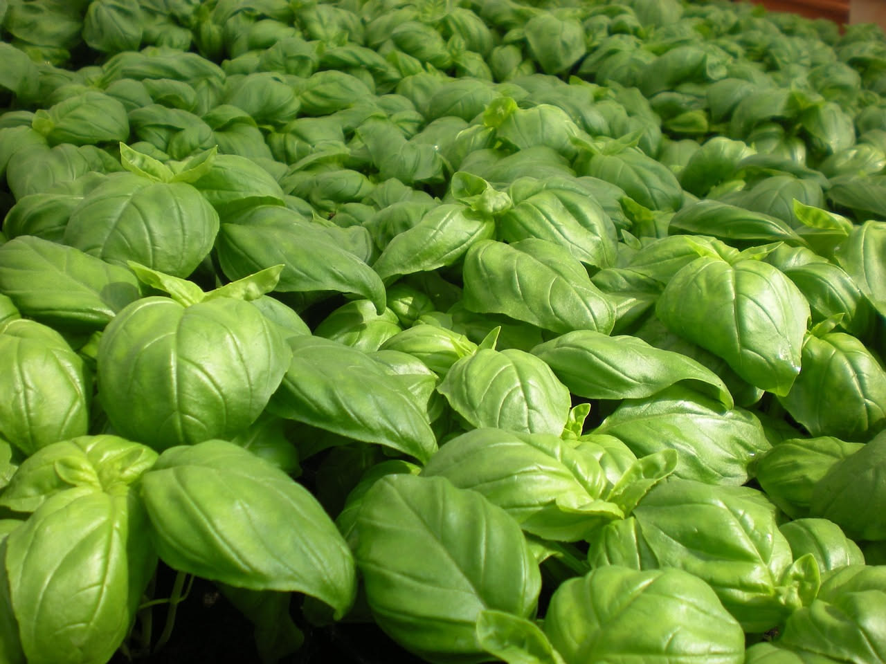 Coltivare il basilico genovese: dalla semina al raccolto