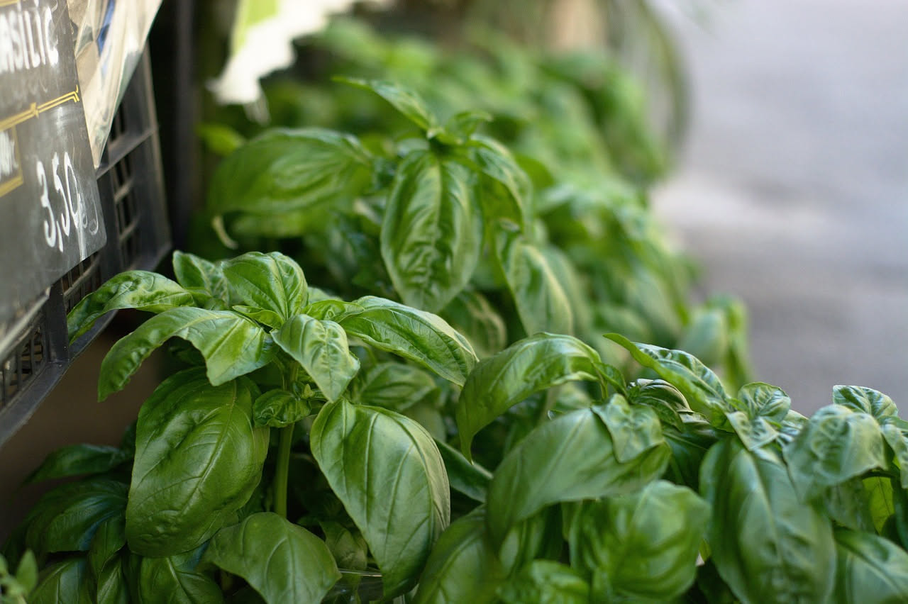 Coltivare il basilico in vaso: la guida pratica per il balcone