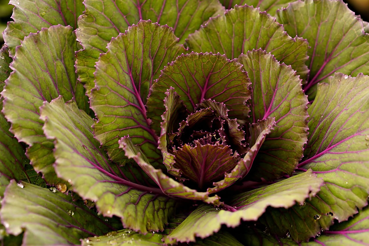 Coltivare il cavolo nero in vaso: la guida completa