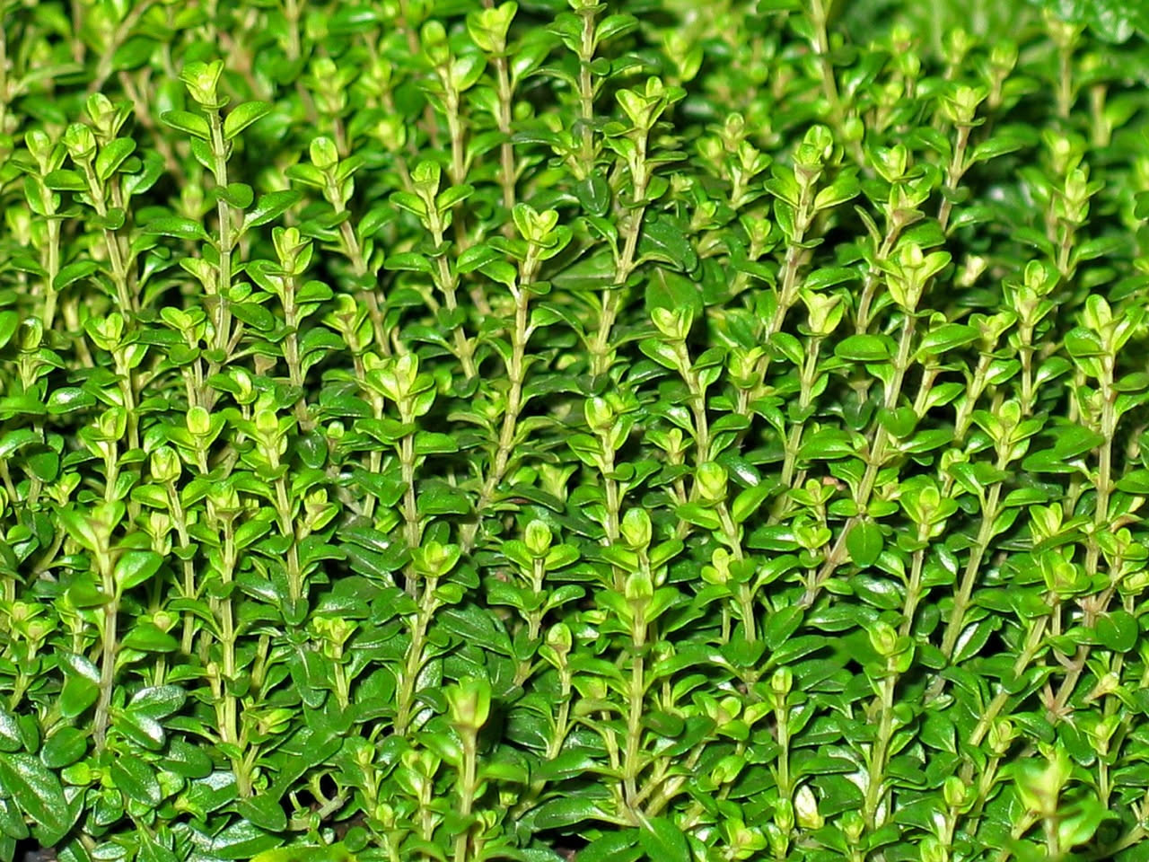 Coltivare il timo in vaso: guida pratica per il balcone