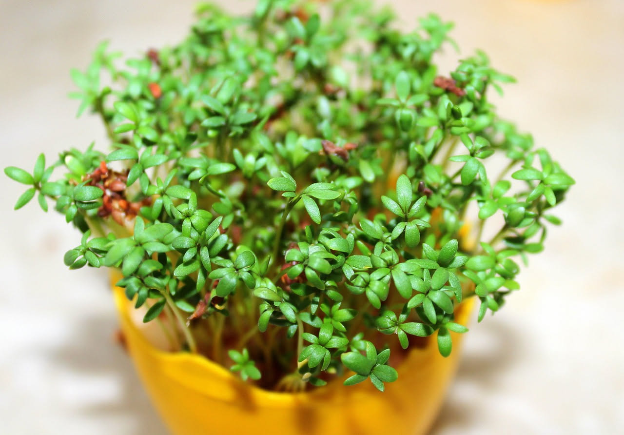 Coltivare l'insalata in idrocoltura: guida pratica per ortaggi senza terra