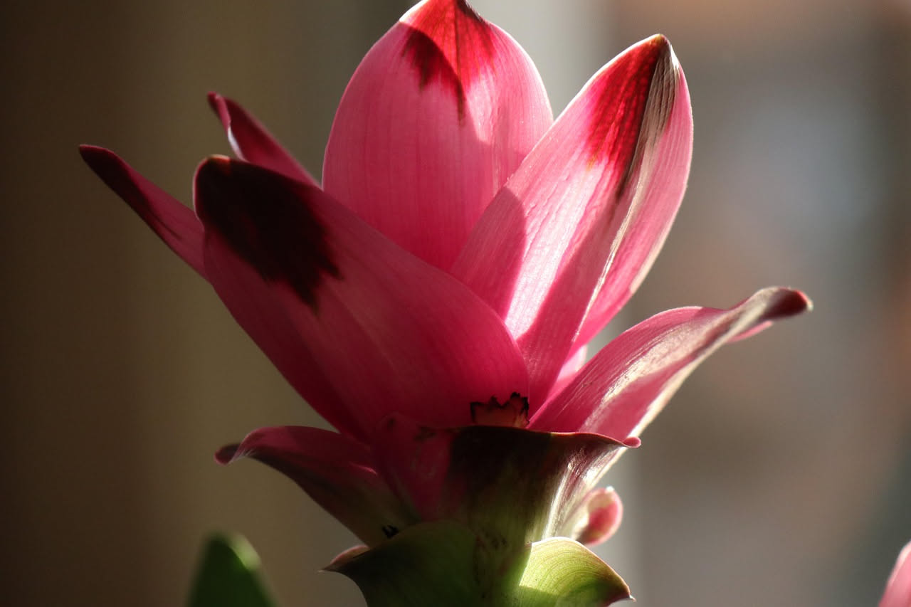 Coltivare la curcuma in vaso: la guida completa