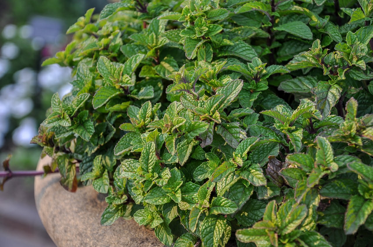 Coltivare la menta piperita: guida pratica per il balcone