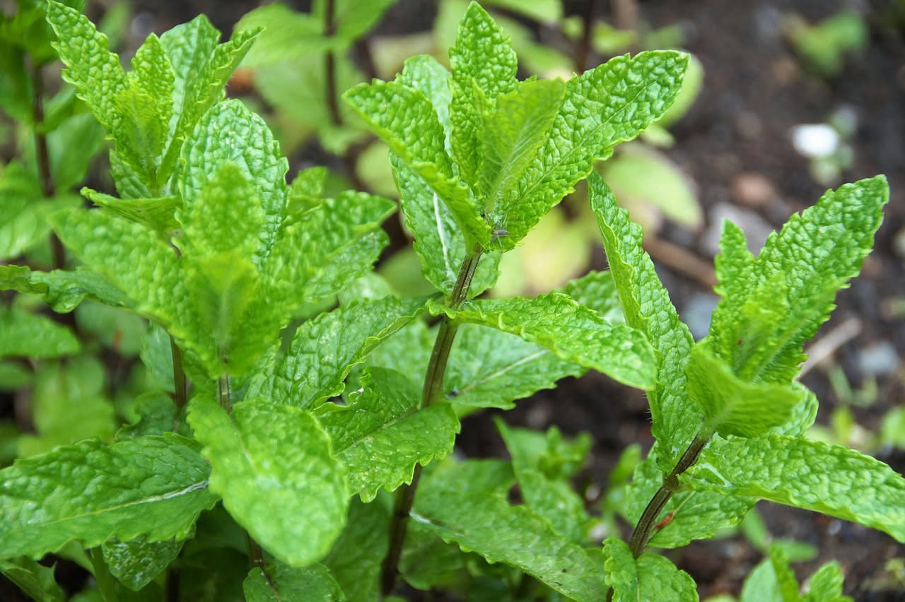 Coltivare la menta in vaso: guida pratica per il balcone