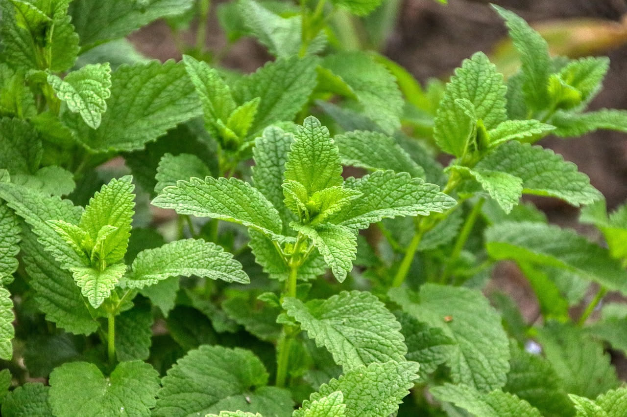 Coltivare la nepitella in vaso: la guida completa