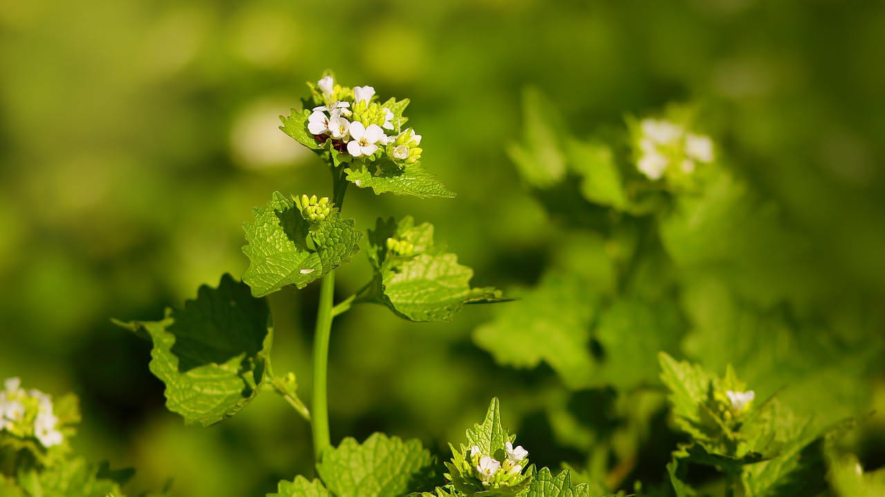 Coltivare la rucola selvatica: guida pratica per l'orto domestico