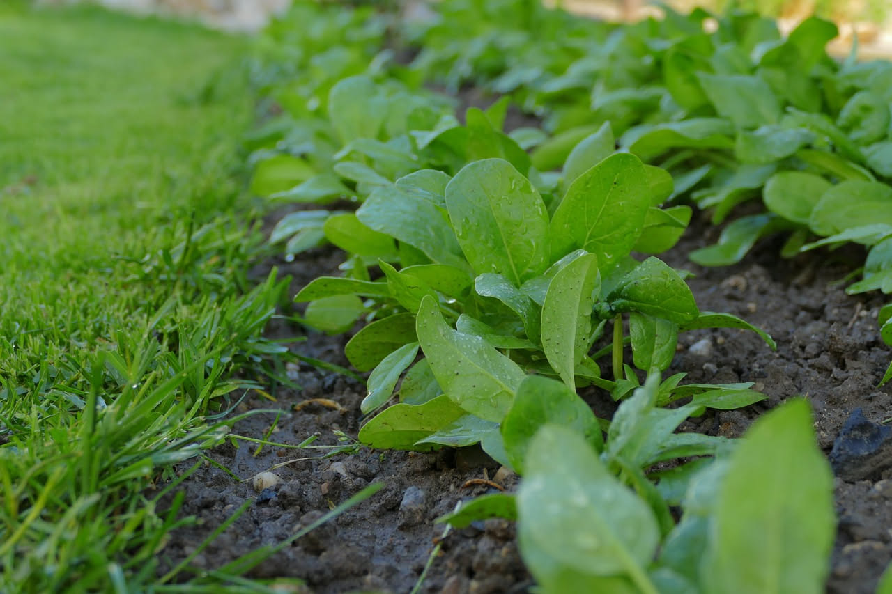 Coltivare la rucola sul balcone: guida pratica per raccolta rapida