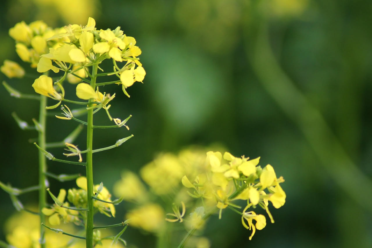Coltivare la senape da insalata: la verdura piccante sul balcone