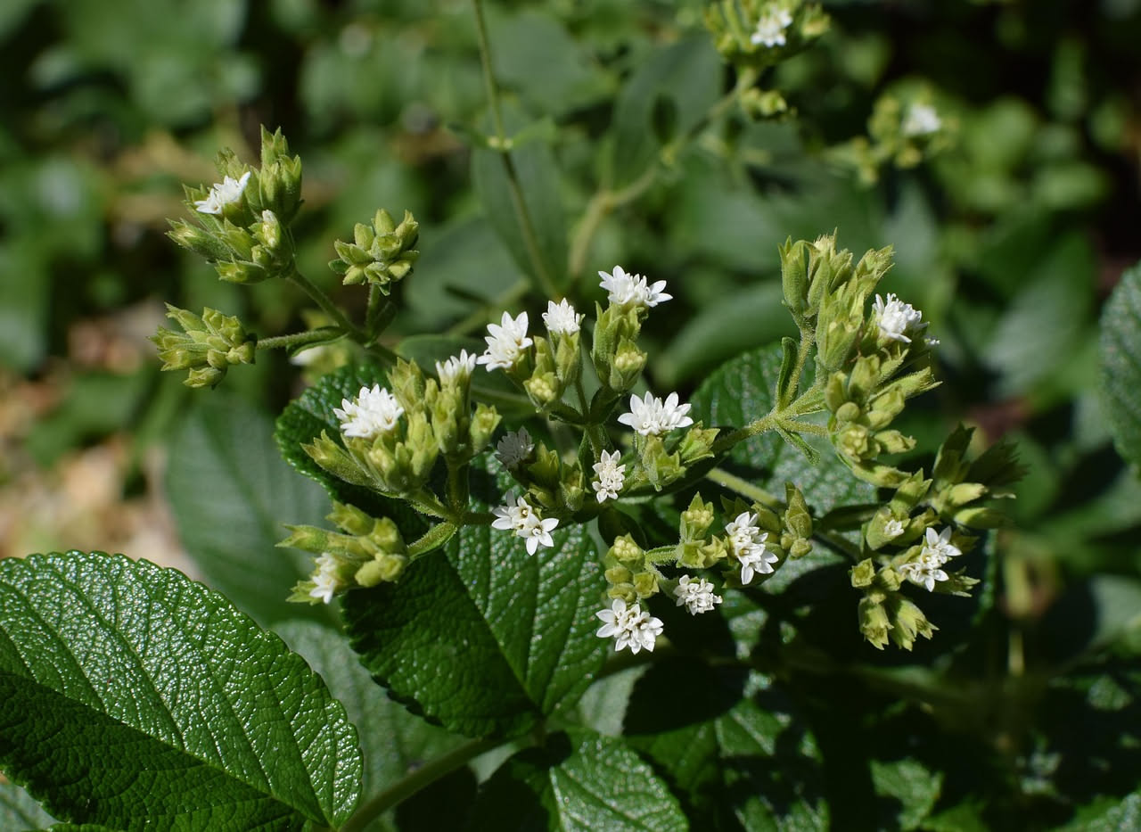 Coltivare la stevia in vaso: dolcezza naturale sul balcone