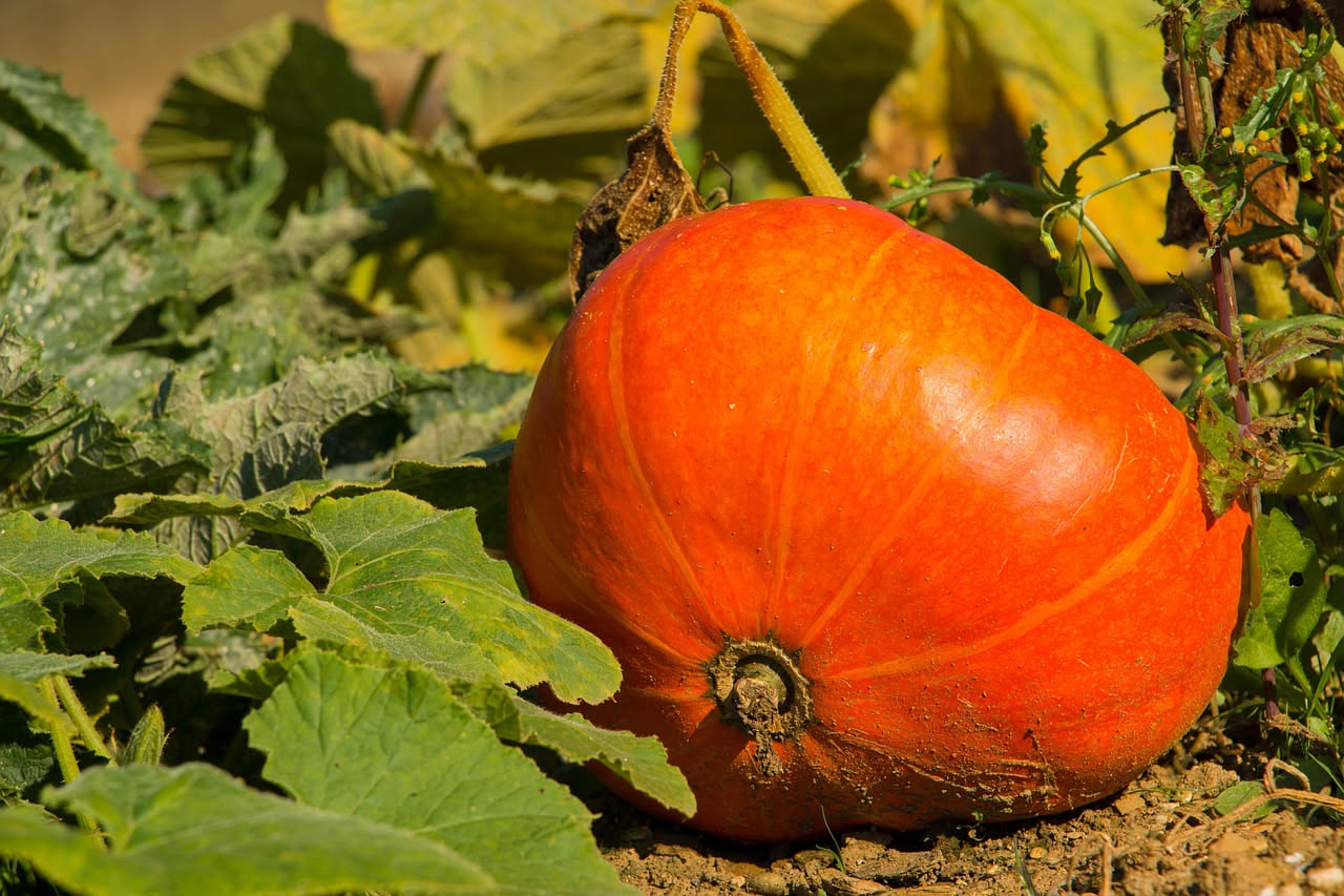 Coltivare la zucca in vaso: guida completa per il balcone