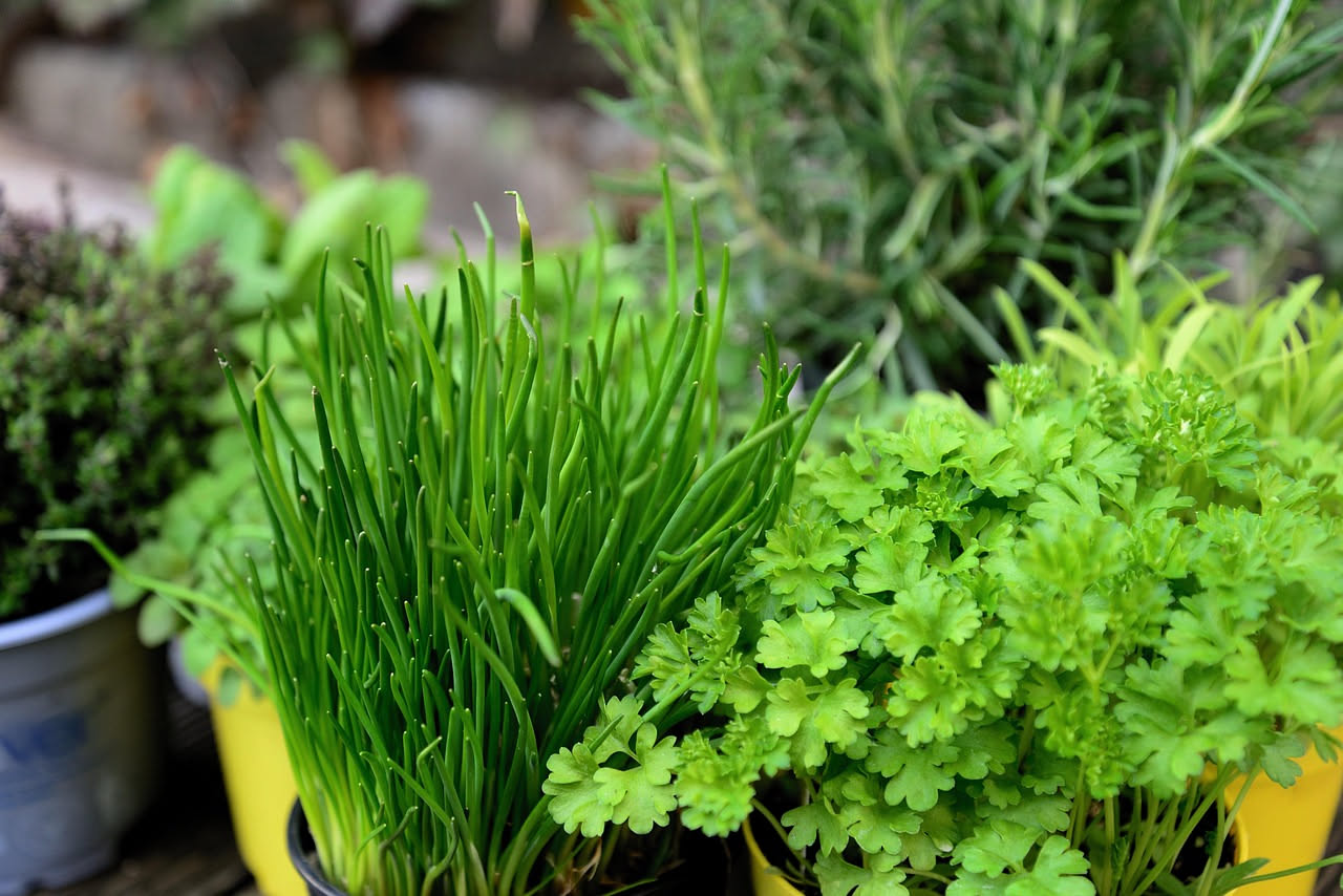 Coltivare le erbe aromatiche in cucina: guida pratica dal balcone
