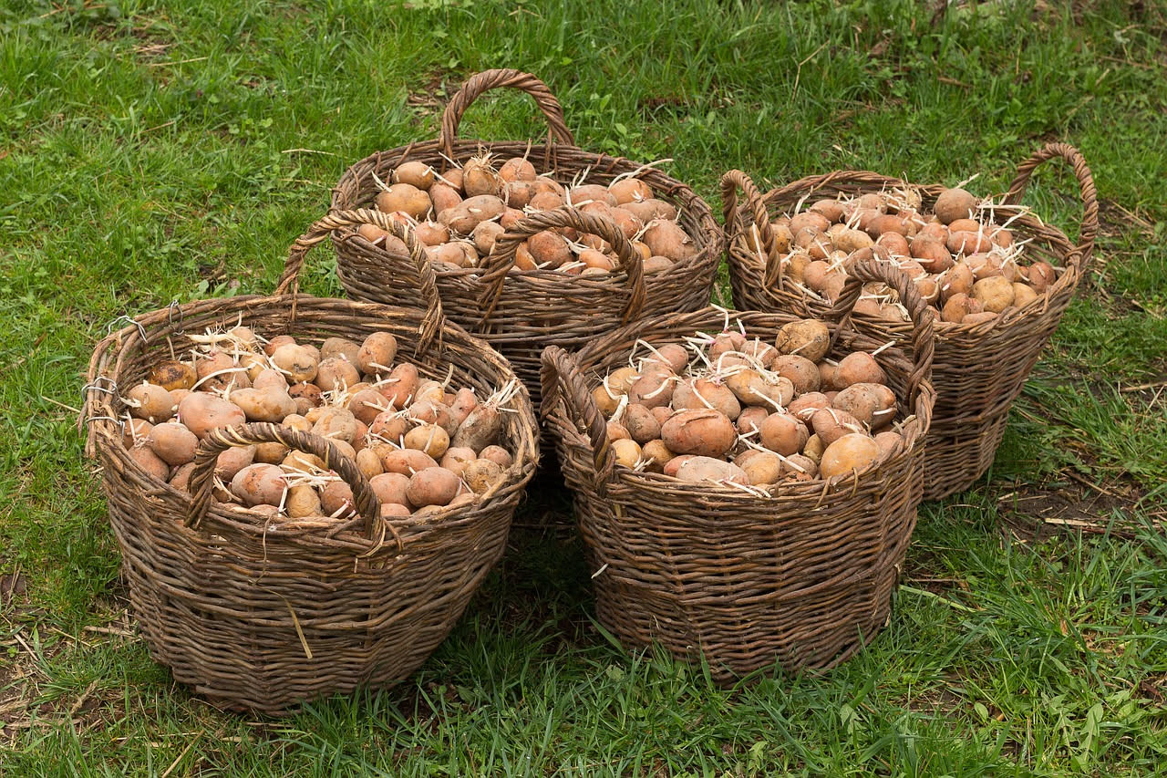 Coltivare le patate in sacco: la guida completa per il balcone