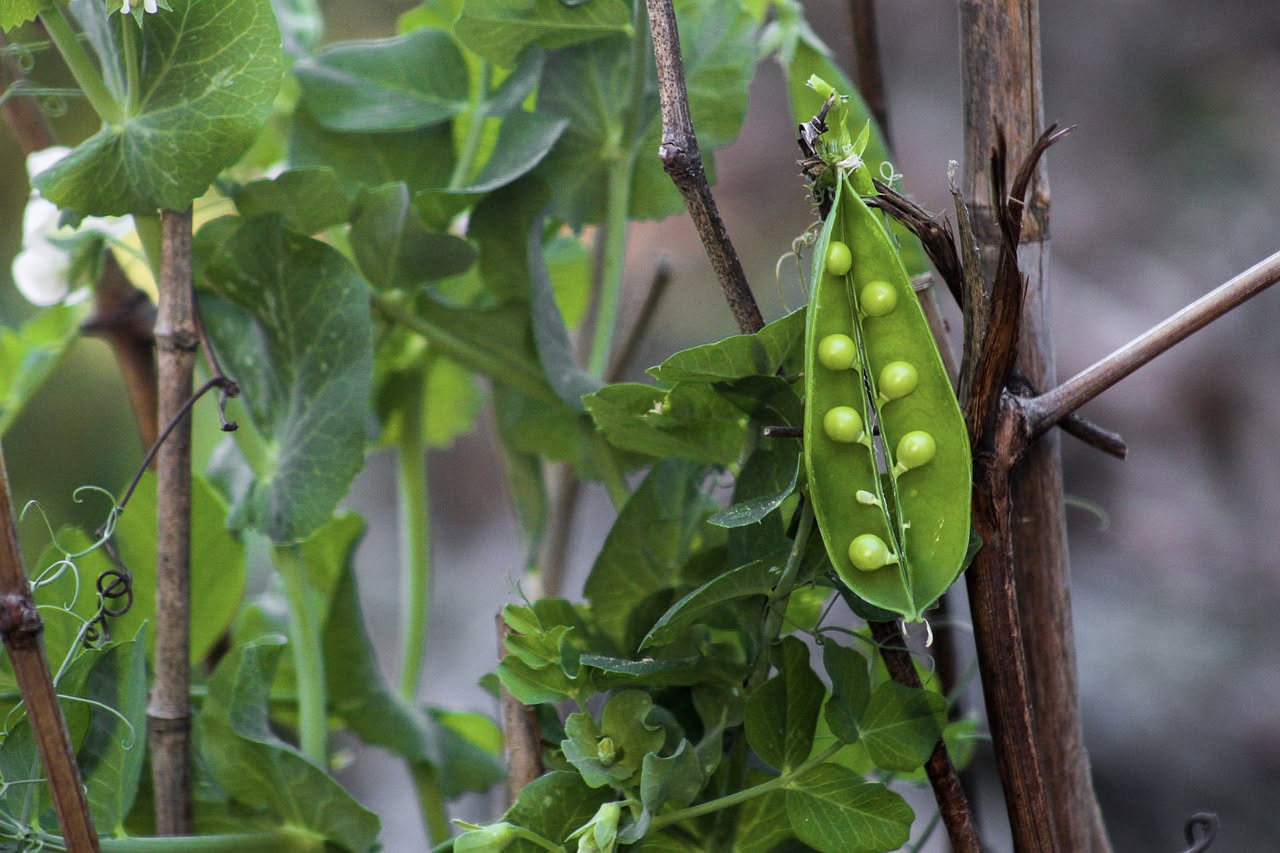 Coltivare le taccole sul balcone: guida pratica per piccoli spazi
