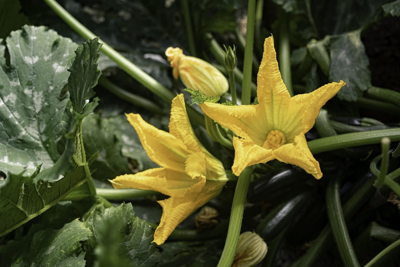 Coltivare le zucchine sul balcone: guida completa per raccogliere ortaggi freschi