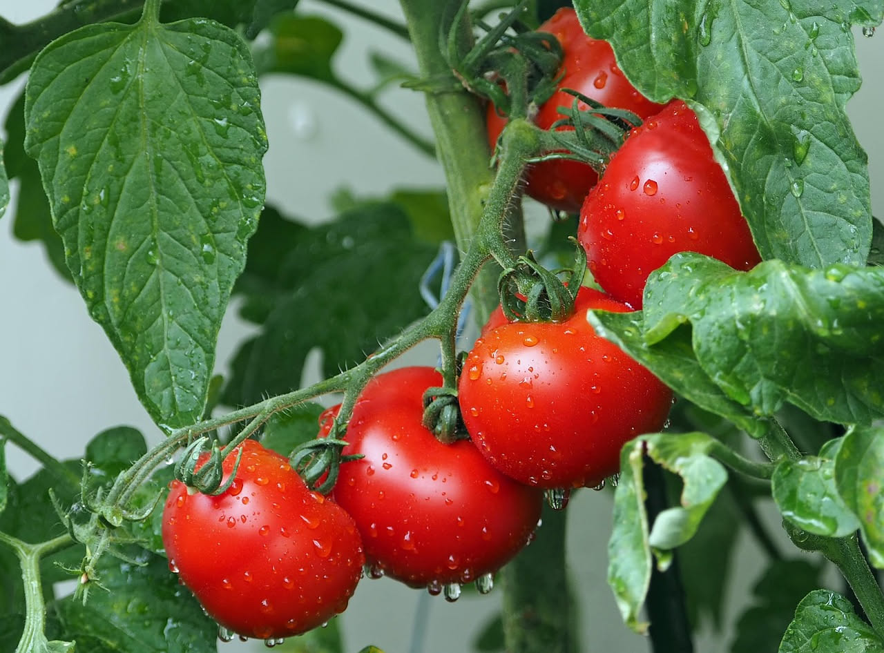Come coltivare i pomodori in vaso a luglio: i consigli pratici