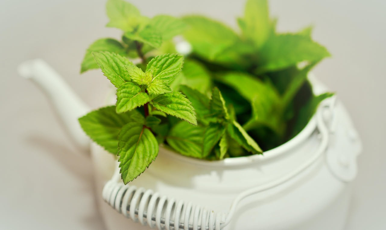 Come coltivare la menta in vaso a luglio: i consigli pratici