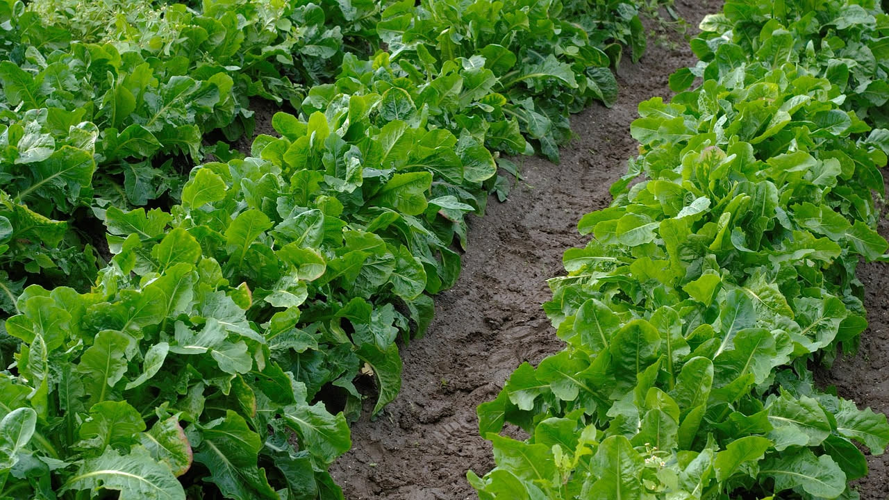 Come coltivare la rucola a luglio: la guida veloce