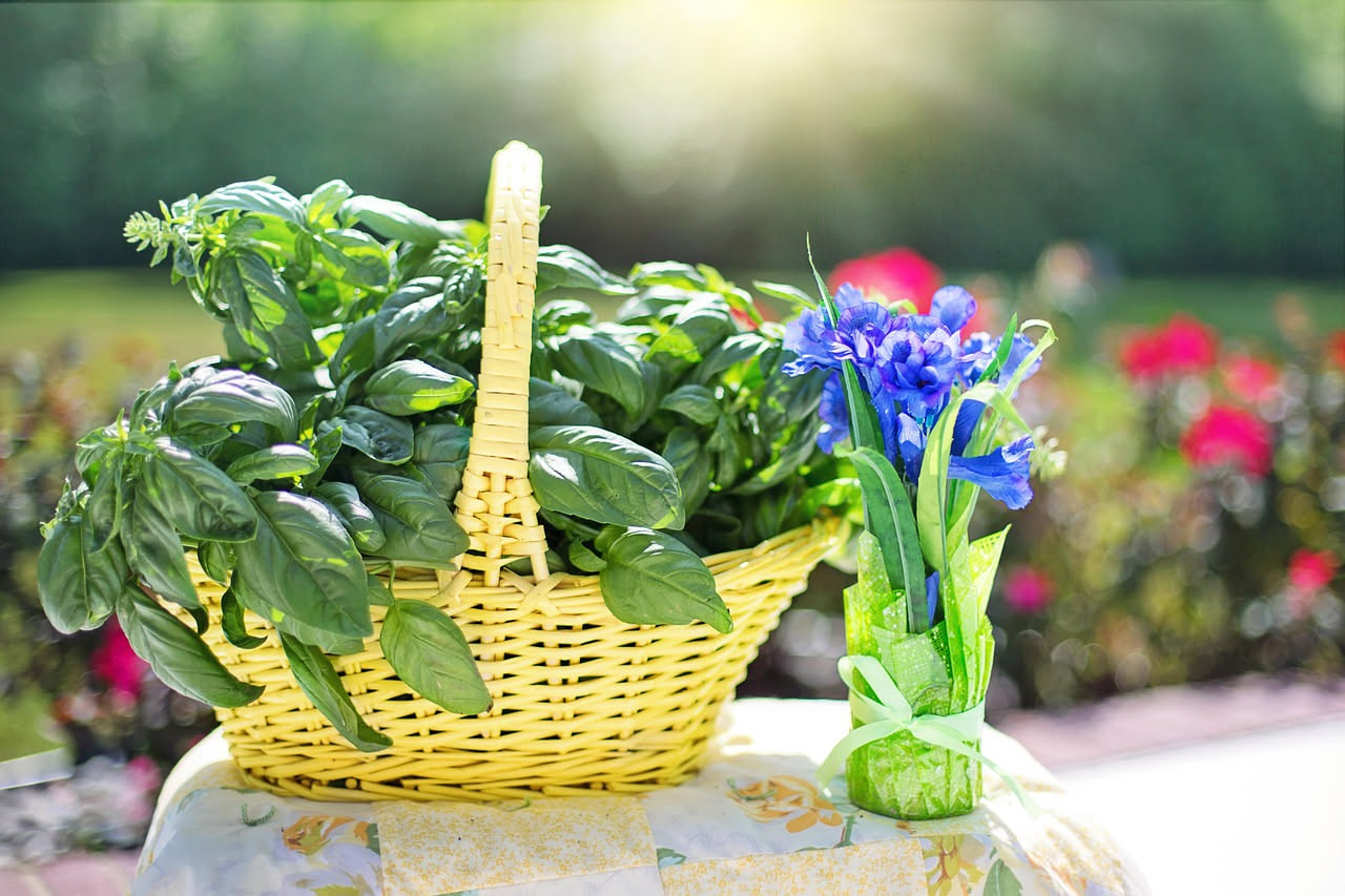 Come coltivare le erbe aromatiche resistenti al caldo: la lista