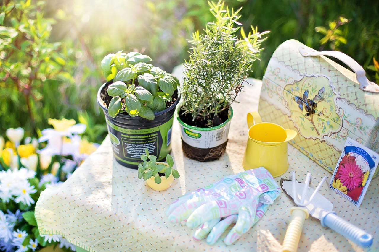 Come coltivare le erbe aromatiche sul davanzale d'estate: i trucchi