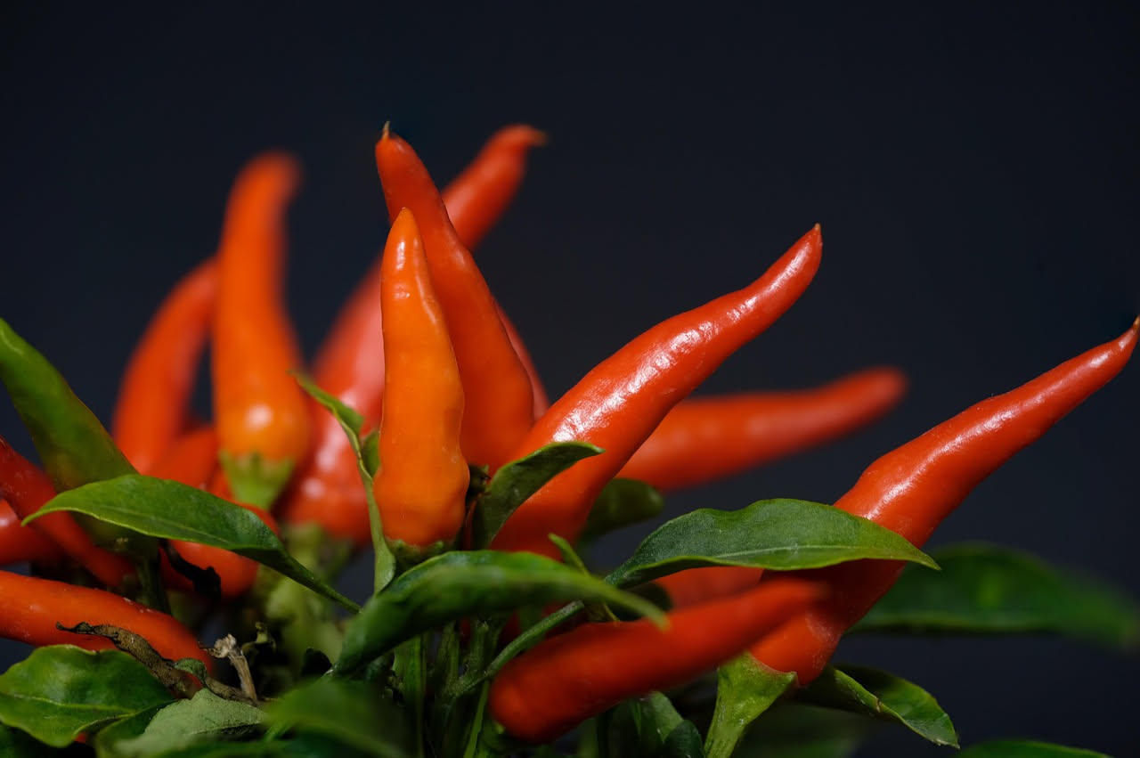 Come curare i peperoncini in vaso col caldo: i trucchi